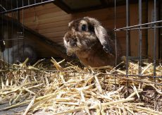 Dit zijn onze knuffelkonijnen