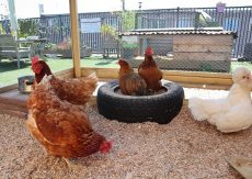 Grijs, groen en gelukkig: de natuur als medicijn in het verpleeghuis